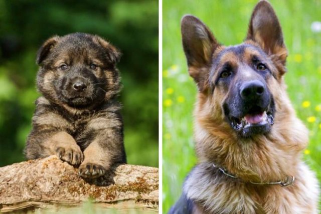 Different Dog Breeds (20 pics) Different Dog Breeds (20 pics)