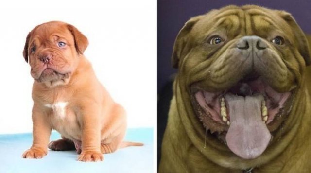 Different Dog Breeds (20 pics) Different Dog Breeds (20 pics)