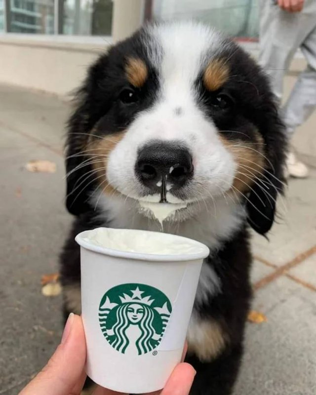 People Share Their Cute And Funny Pets (20 pics) People Share Their Cute And Funny Pets (20 pics)