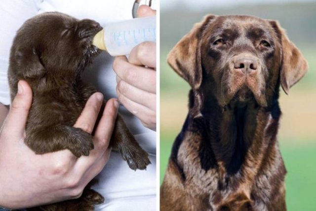 Different Dog Breeds (20 pics) Different Dog Breeds (20 pics)