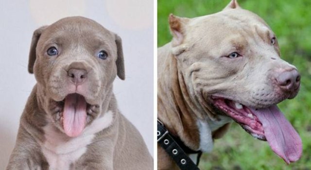 Different Dog Breeds (20 pics) Different Dog Breeds (20 pics)