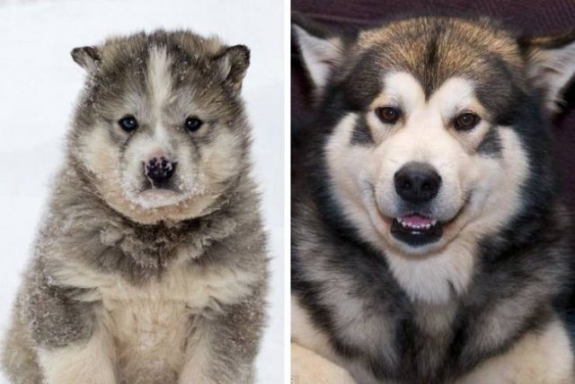 Different Dog Breeds (20 pics) Different Dog Breeds (20 pics)