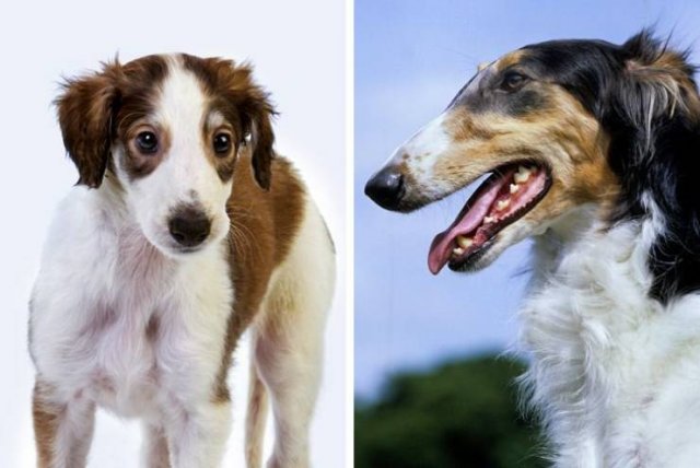 Different Dog Breeds (20 pics) Different Dog Breeds (20 pics)