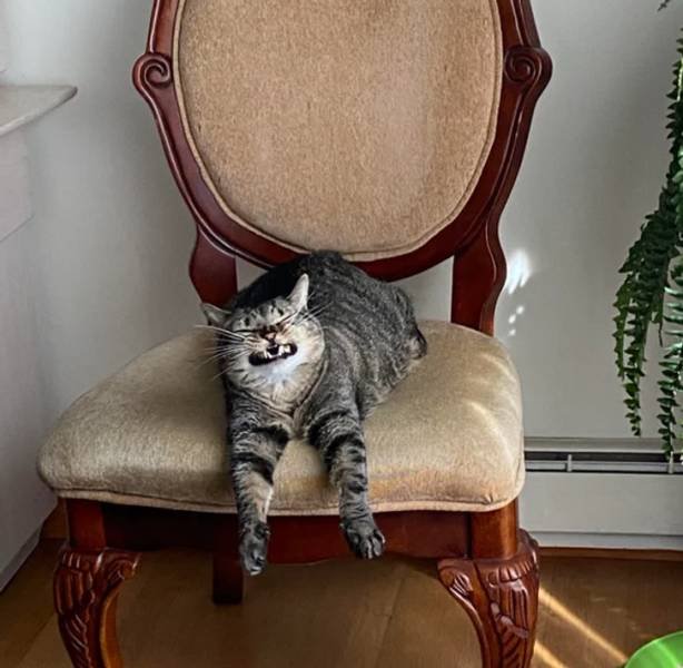People Share Their Cute And Funny Pets (20 pics) People Share Their Cute And Funny Pets (20 pics)