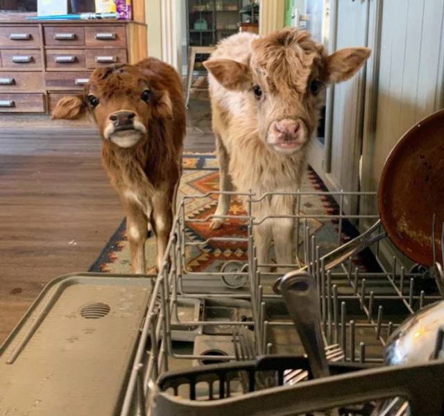 People Share Their Cute And Funny Pets (20 pics) People Share Their Cute And Funny Pets (20 pics)