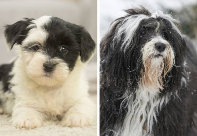 Different Dog Breeds (20 pics) Different Dog Breeds (20 pics)