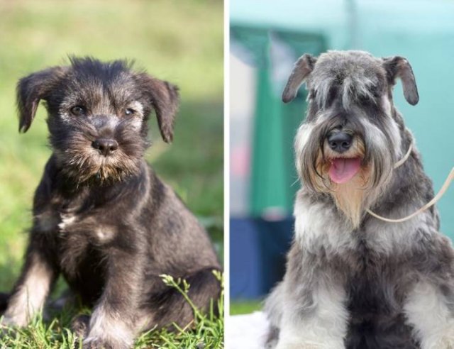 Different Dog Breeds (20 pics) Different Dog Breeds (20 pics)