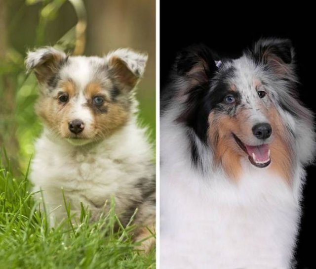 Different Dog Breeds (20 pics) Different Dog Breeds (20 pics)