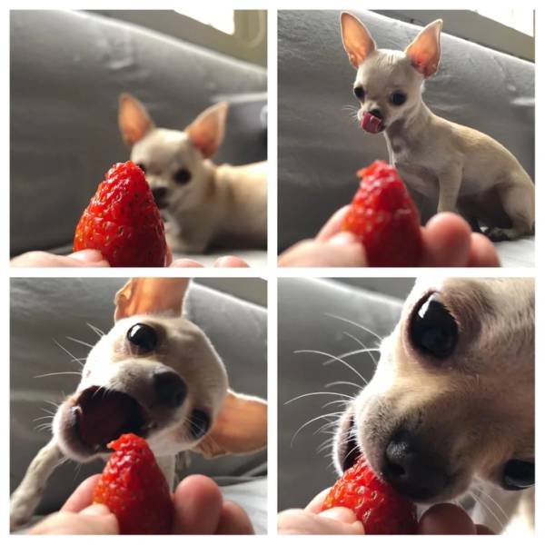 People Share Their Cute And Funny Pets (20 pics) People Share Their Cute And Funny Pets (20 pics)