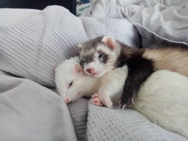 People Share Their Cute And Funny Pets (20 pics) People Share Their Cute And Funny Pets (20 pics)
