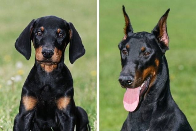 Different Dog Breeds (20 pics) Different Dog Breeds (20 pics)