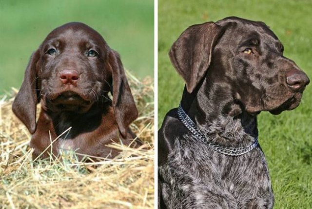 Different Dog Breeds (20 pics)