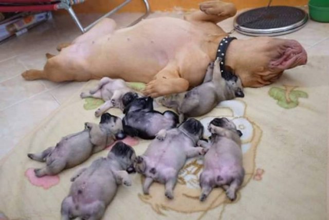 People Share Their Cute And Funny Pets (20 pics) People Share Their Cute And Funny Pets (20 pics)