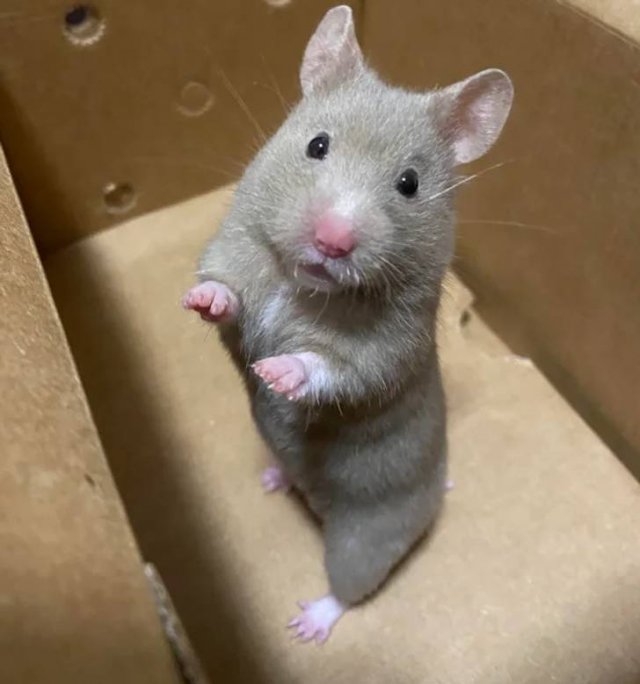 People Share Their Cute And Funny Pets (20 pics) People Share Their Cute And Funny Pets (20 pics)