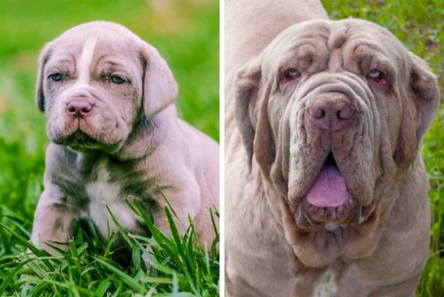 Different Dog Breeds (20 pics) Different Dog Breeds (20 pics)