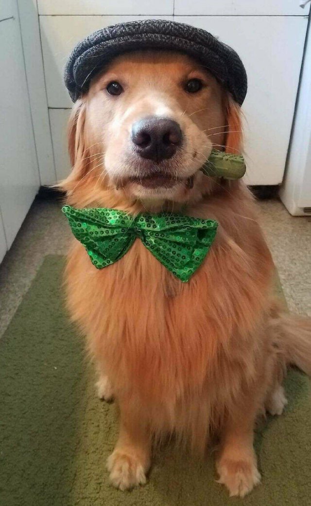 How People Had Fun On St. Patrick's Day (24 pics)