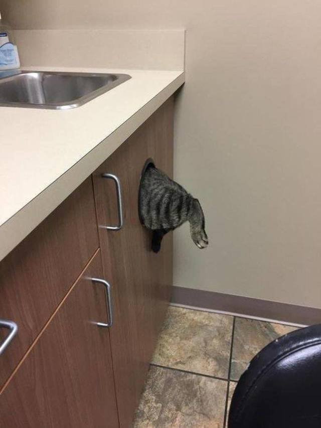 They Realized They Were Going To The Vet (26 pics)