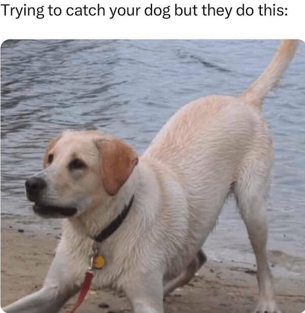 Truthful Memes (22 pics)