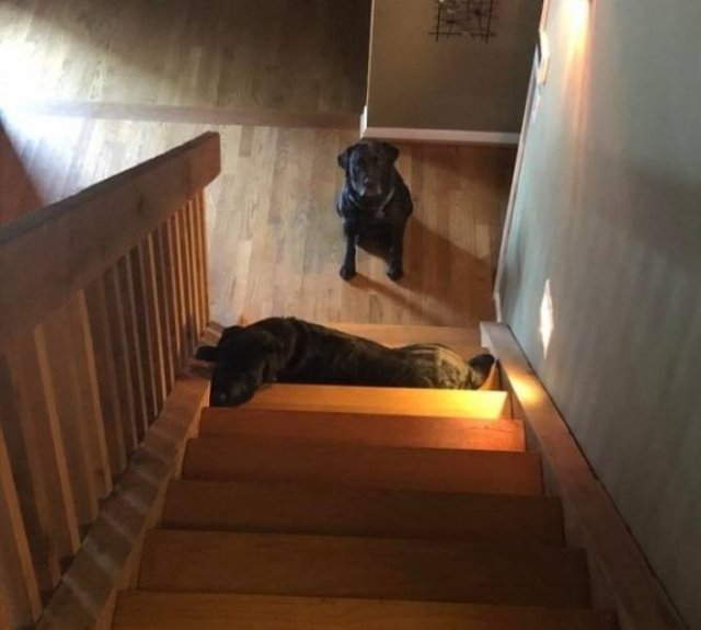 They Don't Care About The Rules (25 pics) They Don't Care About The Rules (25 pics)