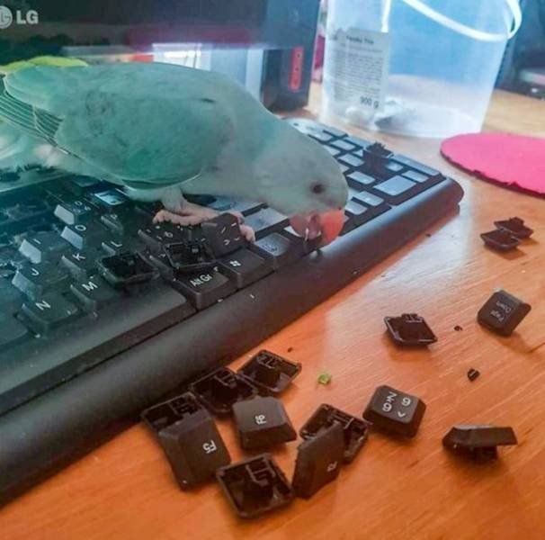 They Don't Care About The Rules (25 pics) They Don't Care About The Rules (25 pics)