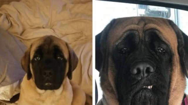 They Grow Very Fast (25 pics)