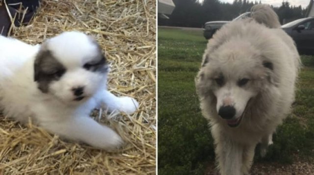 They Grow Very Fast (25 pics)