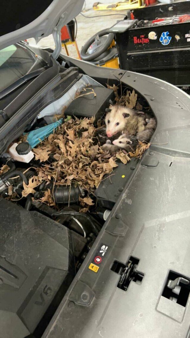Mechanics Share Funny And Weird Moments (24 pics)