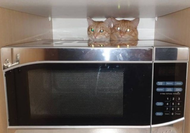 People Share Their Cute And Funny Cats (15 pics)
