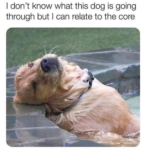 Memes With Animals (23 pics)