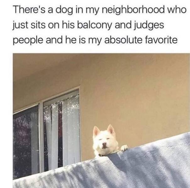 Memes With Animals (23 pics)