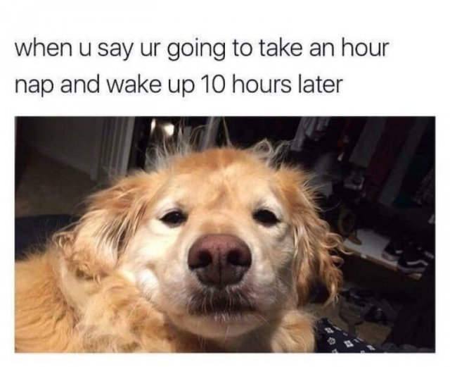 Memes With Animals (23 pics)