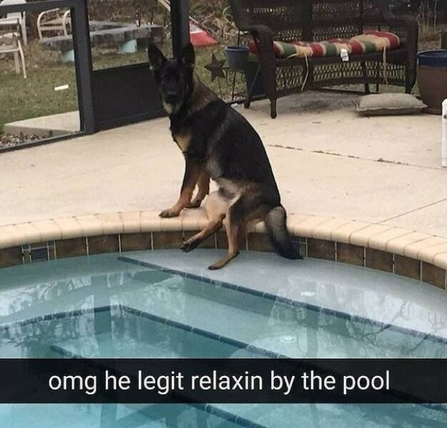 Memes With Animals (23 pics)