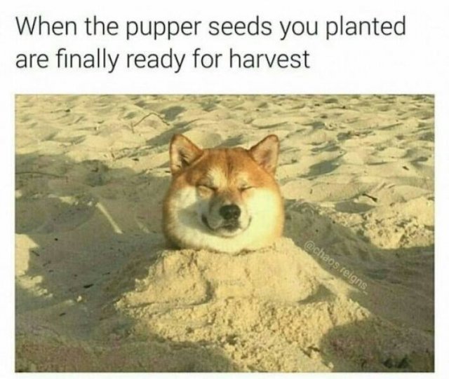 Memes With Animals (23 pics)