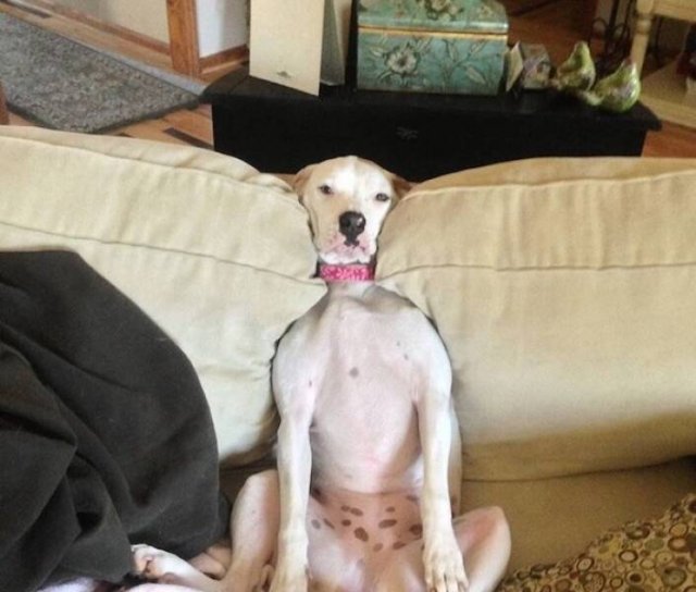 Memes With Animals (23 pics)