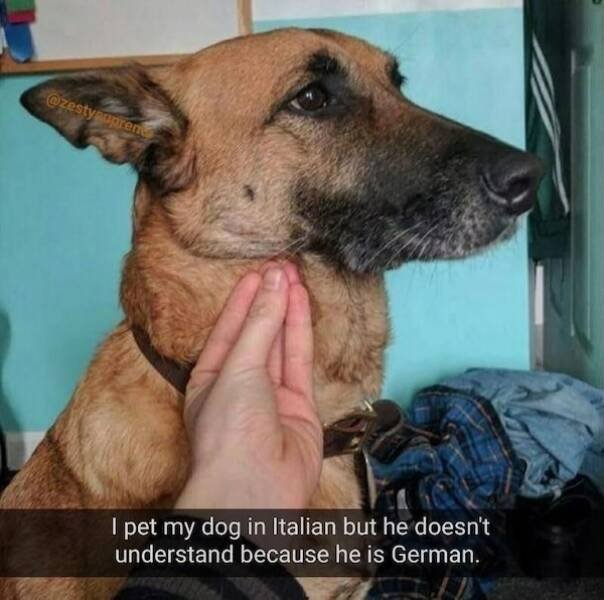 Memes With Animals (23 pics)