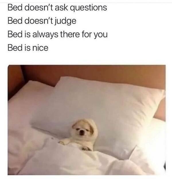 Memes With Animals (23 pics)