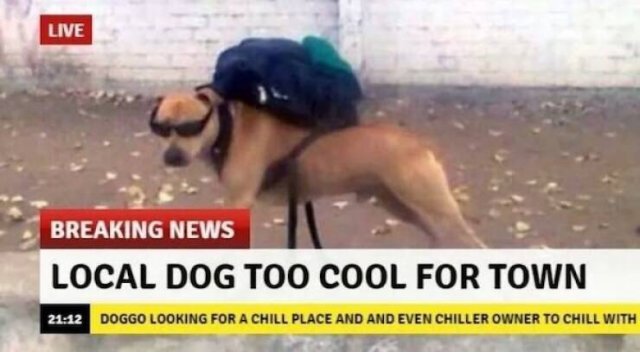 Memes With Animals (23 pics)