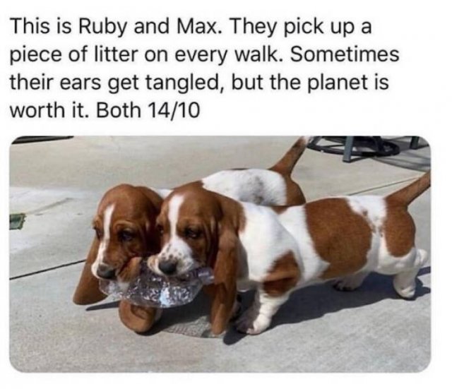 Memes With Animals (23 pics)