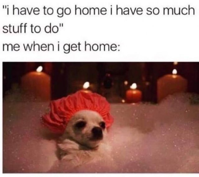 Memes With Animals (23 pics)