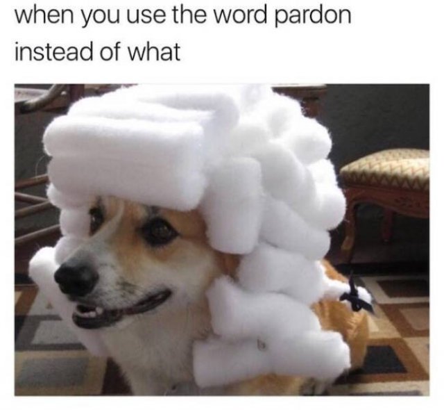 Memes With Animals (23 pics)