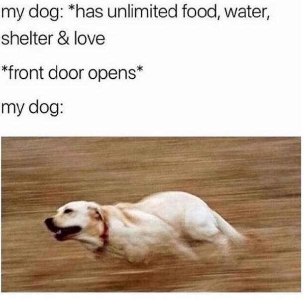 Memes With Animals (23 pics)