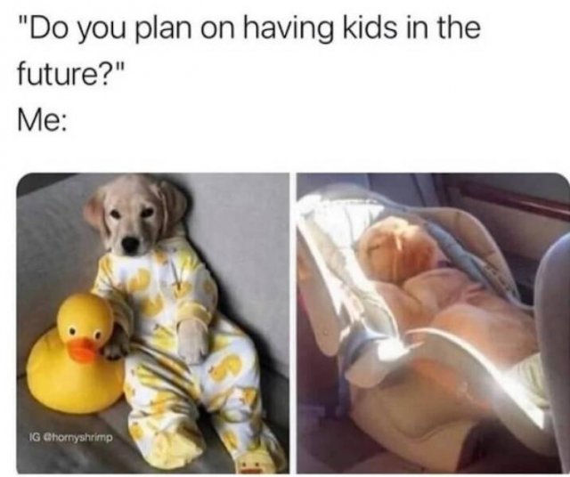 Memes With Animals (23 pics)