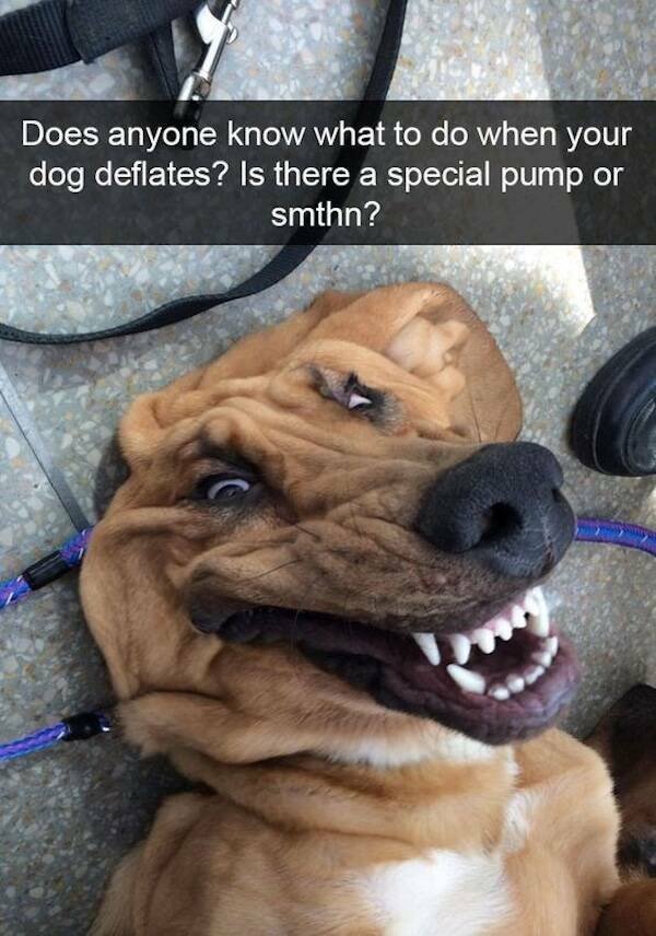 Memes With Animals (23 pics)