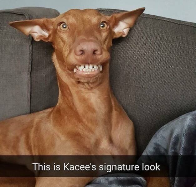 Memes With Animals (23 pics)