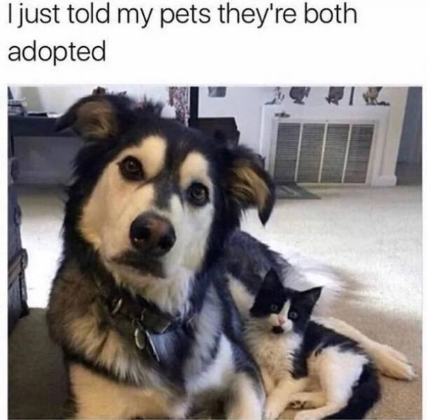 Memes With Animals (23 pics)