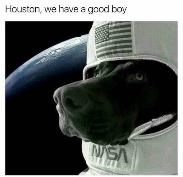 Memes With Animals (23 pics)