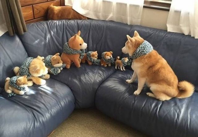 Memes With Animals (23 pics)