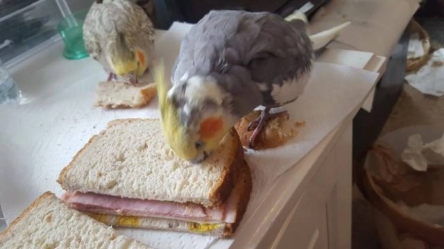 They Don't Care About The Rules (20 pics) They Don't Care About The Rules (20 pics)