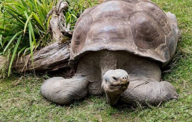 Long-Livers In Nature (17 pics) Long-Livers In Nature (17 pics)