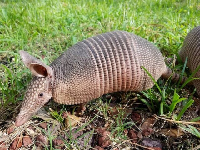 Long-Livers In Nature (17 pics) Long-Livers In Nature (17 pics)